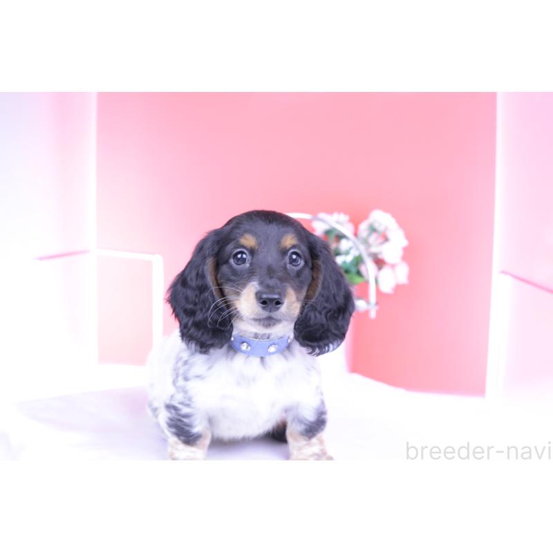 成約済の愛知県のミニチュアダックスフンド(ロングヘアード)-422676の13枚目