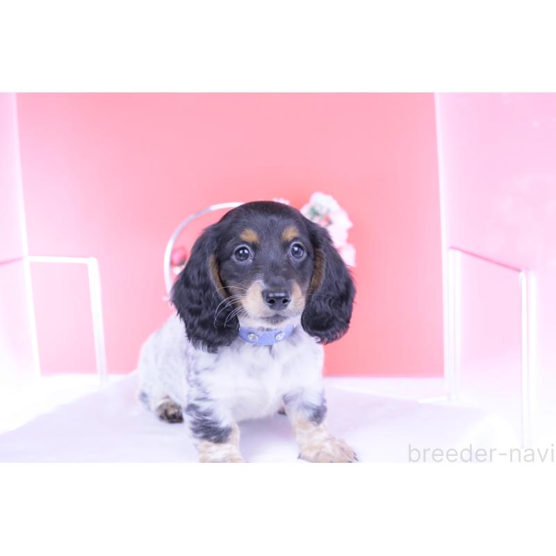 成約済の愛知県のミニチュアダックスフンド(ロングヘアード)-422676の10枚目