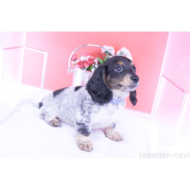 成約済の愛知県のミニチュアダックスフンド(ロングヘアード)-422676の4枚目