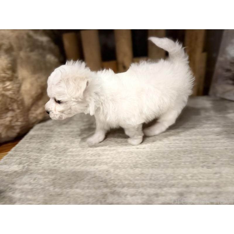 販売中の千葉県のビションフリーゼ-428578の8枚目