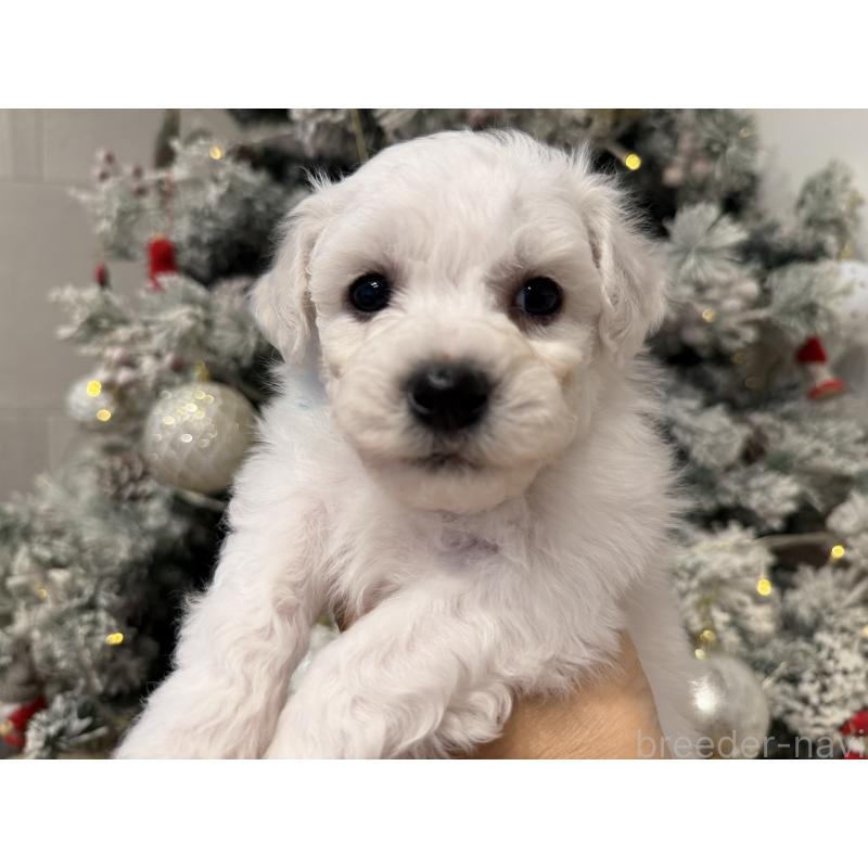 販売中の千葉県のビションフリーゼ-428578の7枚目