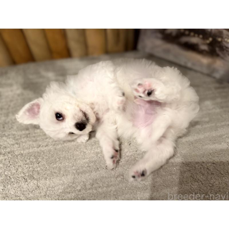 販売中の千葉県のビションフリーゼ-428578の6枚目