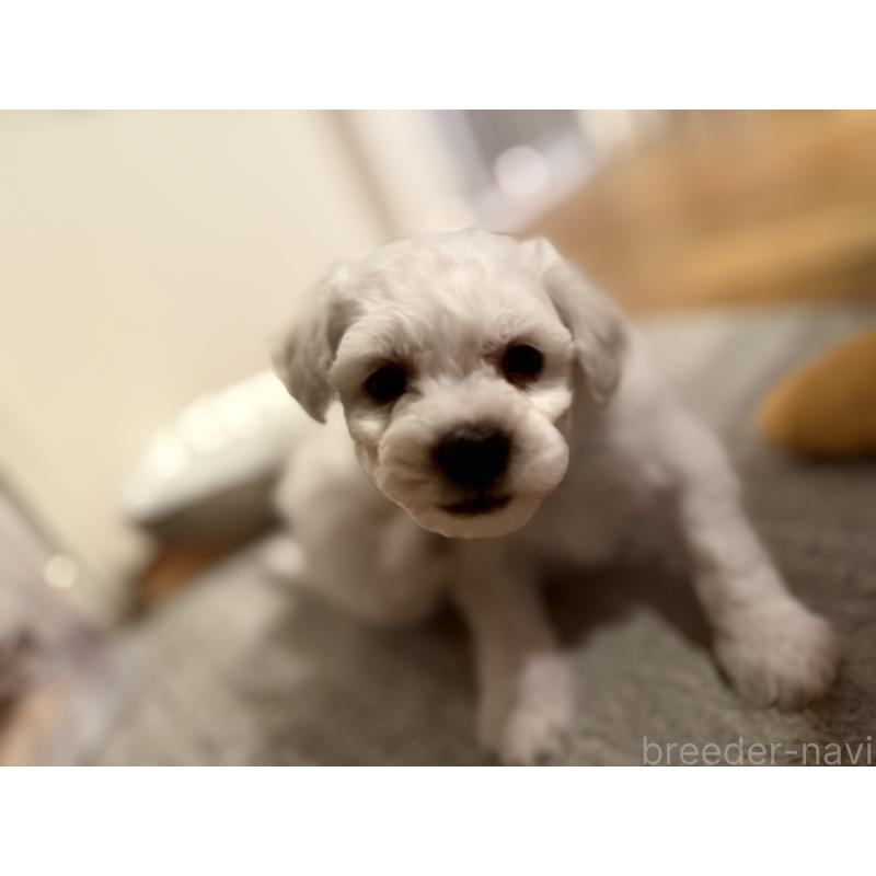 販売中の千葉県のビションフリーゼ-428578の5枚目