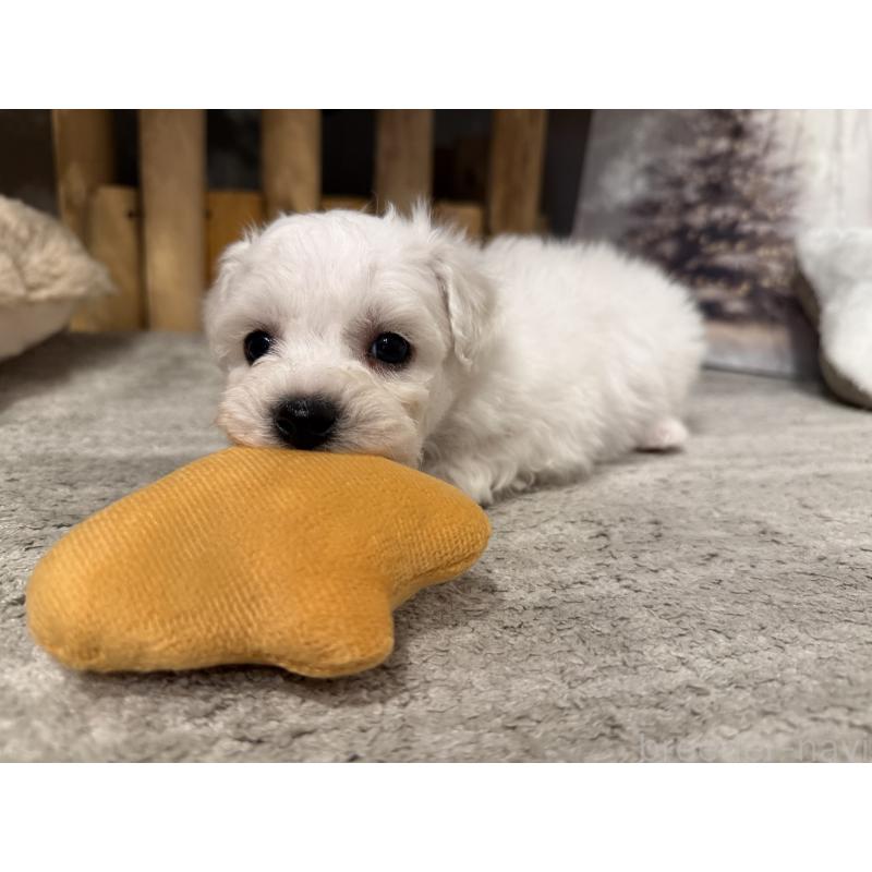 販売中の千葉県のビションフリーゼ-428578の4枚目