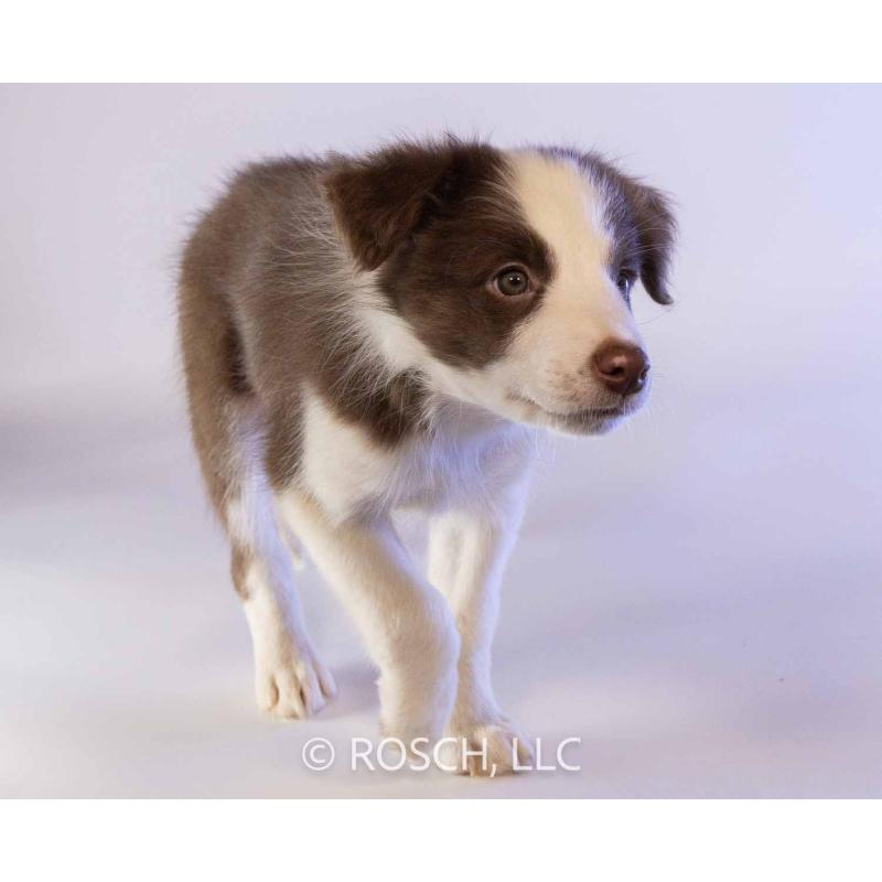 成約済の鹿児島県のボーダーコリー-424956の4枚目