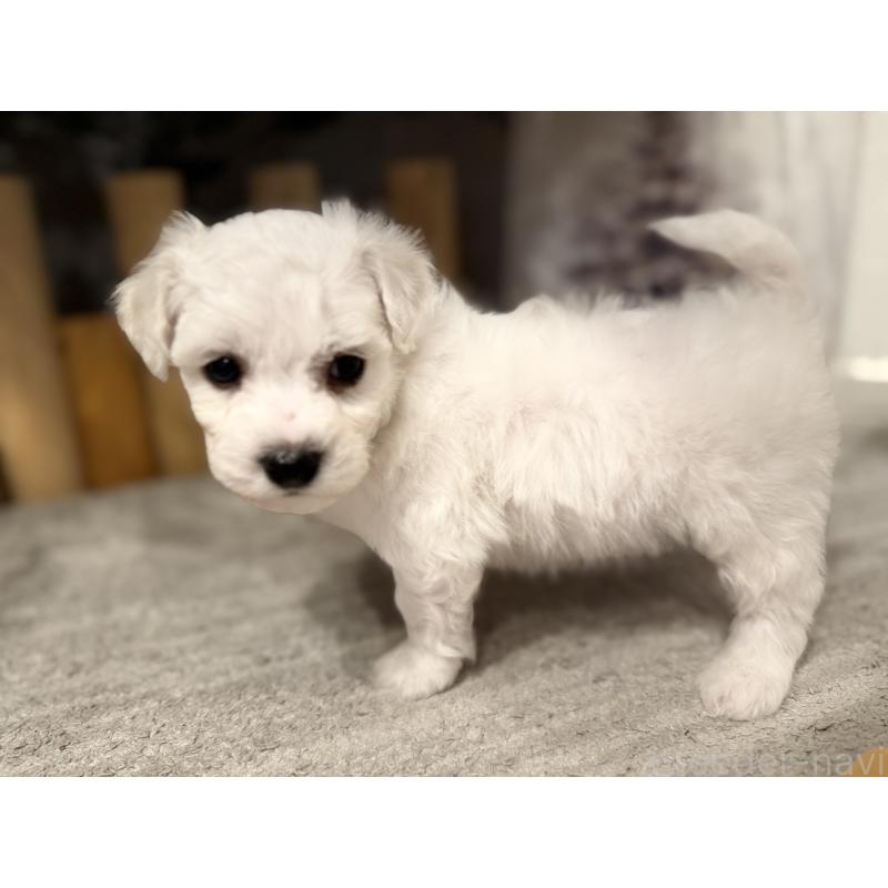 販売中の千葉県のビションフリーゼ-428578の3枚目