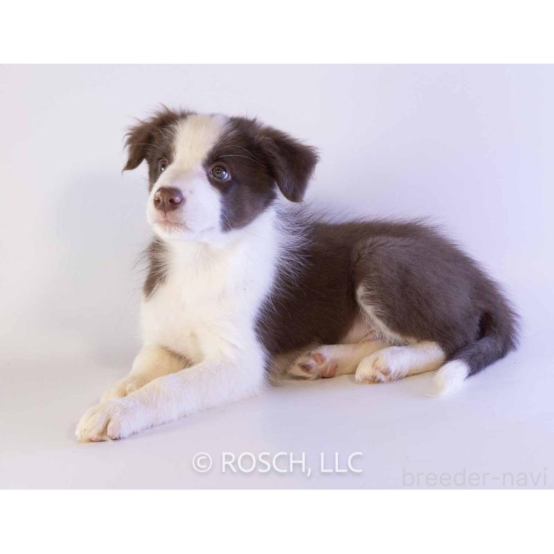 成約済の鹿児島県のボーダーコリー-424956の3枚目