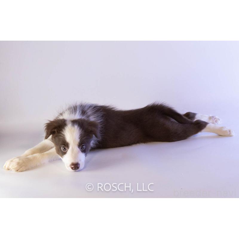 成約済の鹿児島県のボーダーコリー-424956の2枚目