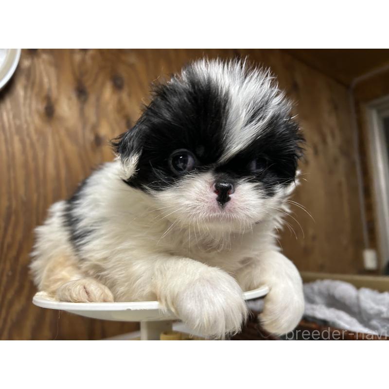 成約済の静岡県の狆 (チン)-424011の5枚目