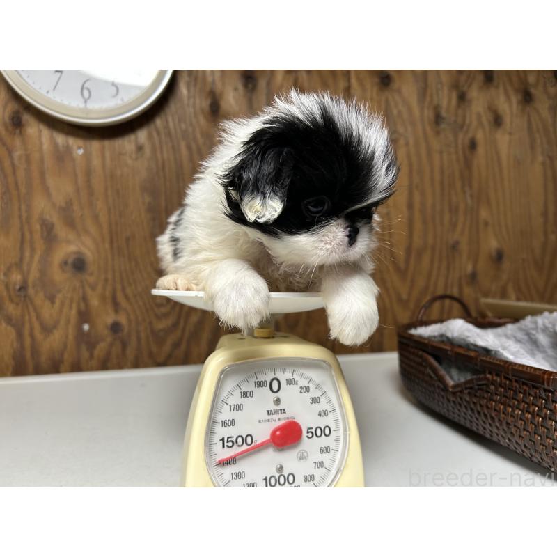 成約済の静岡県の狆 (チン)-424011の4枚目