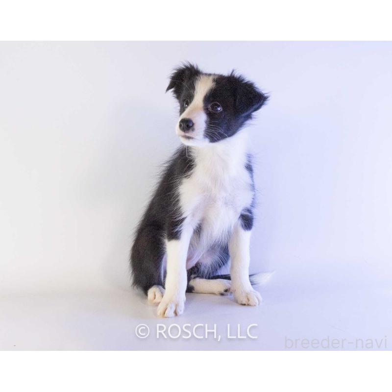 成約済の鹿児島県のボーダーコリー-424960の3枚目