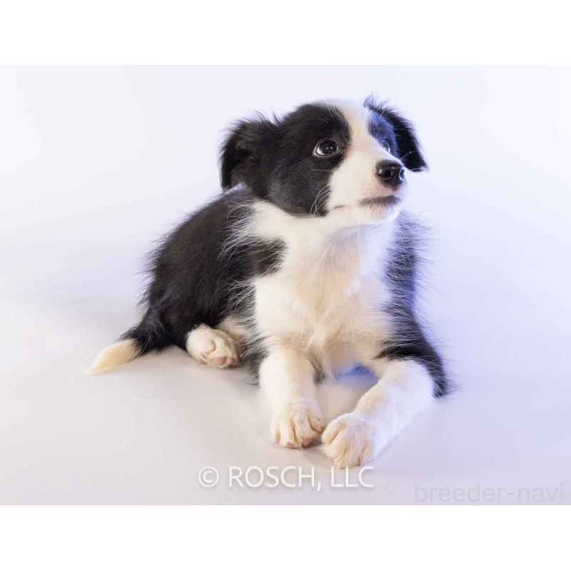 成約済の鹿児島県のボーダーコリー-424960の4枚目