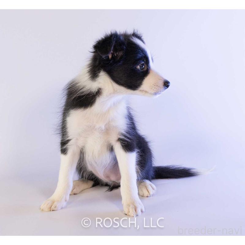 成約済の鹿児島県のボーダーコリー-424960の2枚目