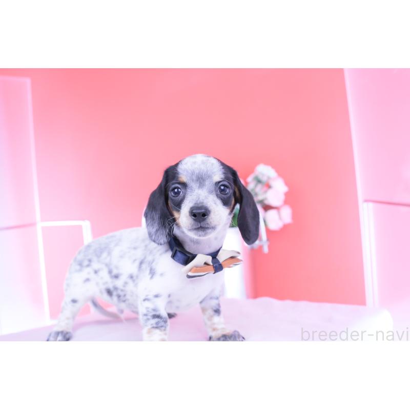 販売中の愛知県のミニチュアダックスフンド(スムースヘアード)-422681の14枚目