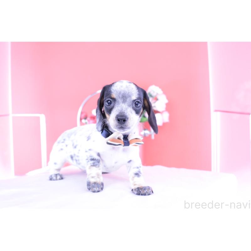 販売中の愛知県のミニチュアダックスフンド(スムースヘアード)-422681の13枚目