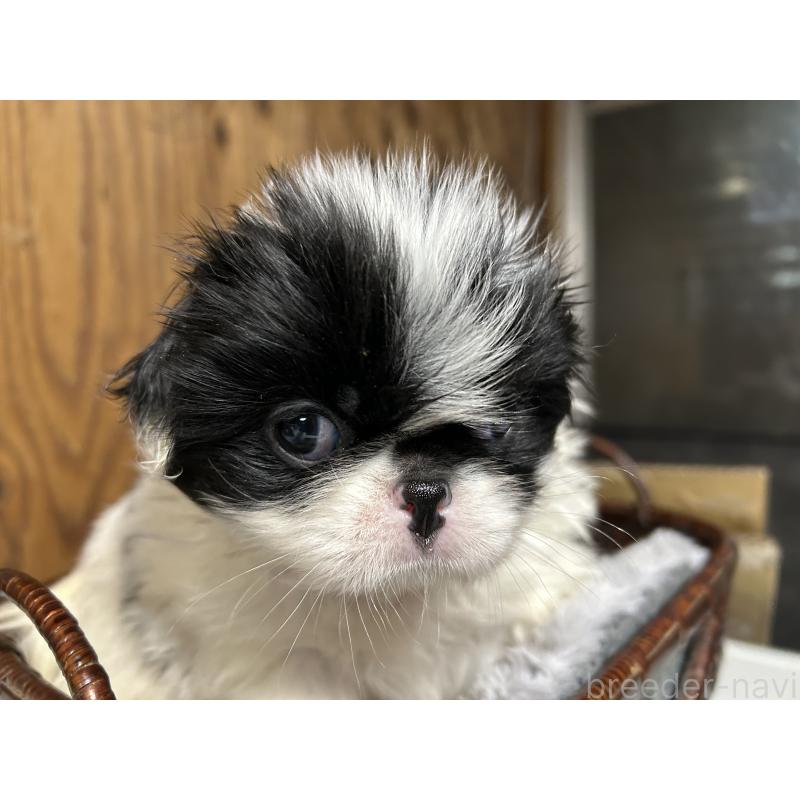 成約済の静岡県の狆 (チン)-424011の3枚目