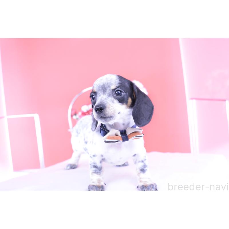 販売中の愛知県のミニチュアダックスフンド(スムースヘアード)-422681の12枚目