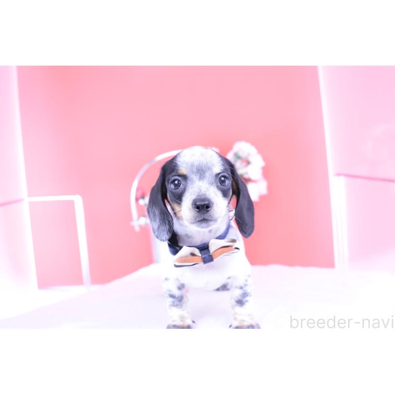 販売中の愛知県のミニチュアダックスフンド(スムースヘアード)-422681の11枚目