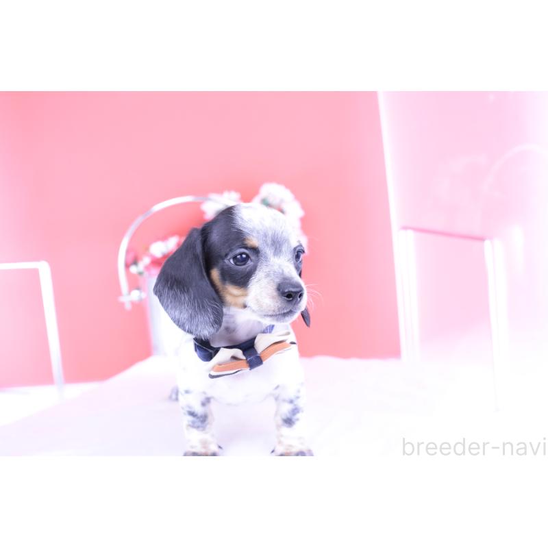 販売中の愛知県のミニチュアダックスフンド(スムースヘアード)-422681の10枚目