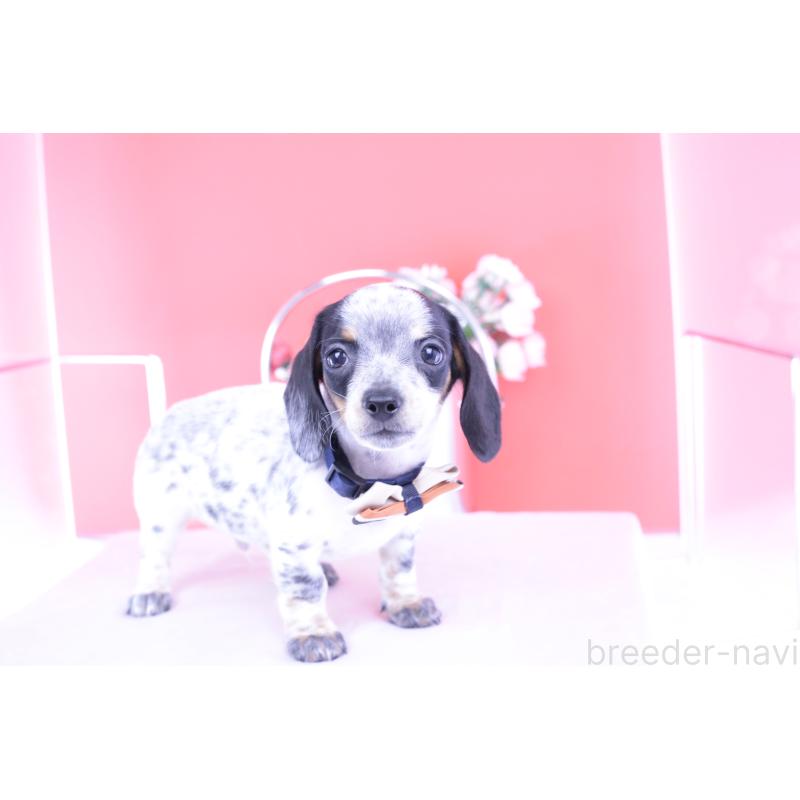 販売中の愛知県のミニチュアダックスフンド(スムースヘアード)-422681の7枚目