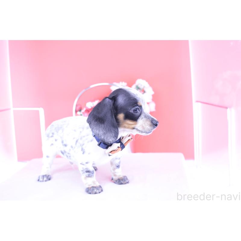 販売中の愛知県のミニチュアダックスフンド(スムースヘアード)-422681の6枚目