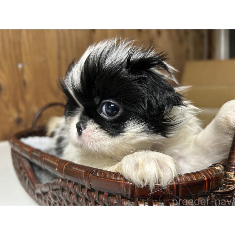 成約済の静岡県の狆 (チン)-424011の2枚目