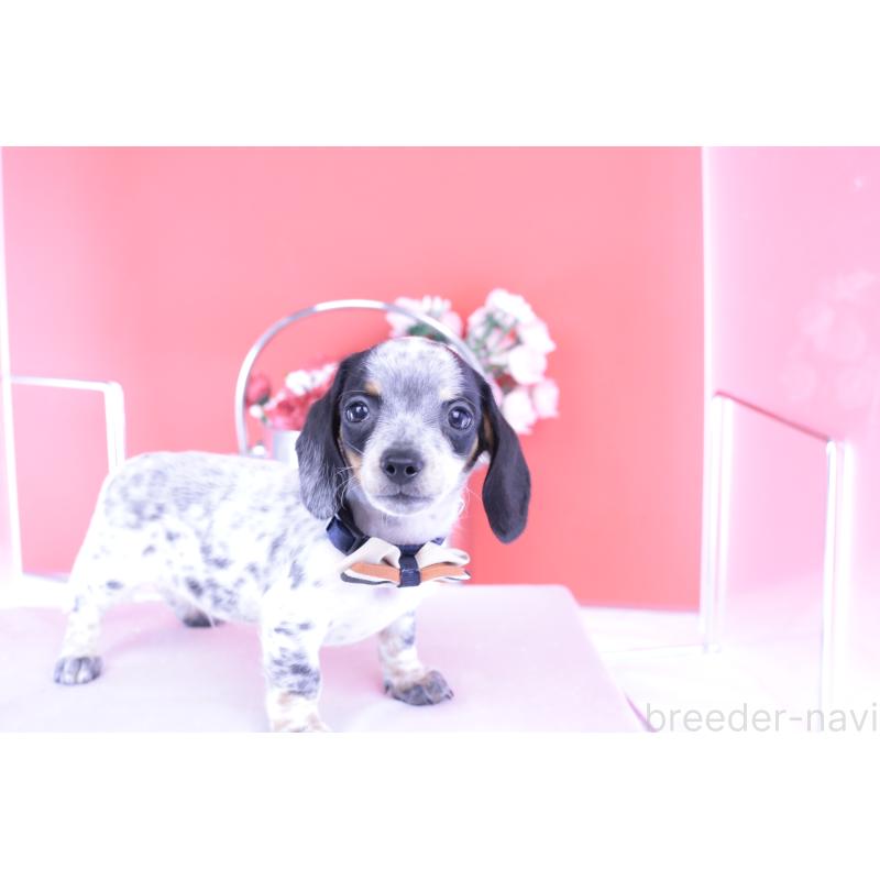 販売中の愛知県のミニチュアダックスフンド(スムースヘアード)-422681の5枚目