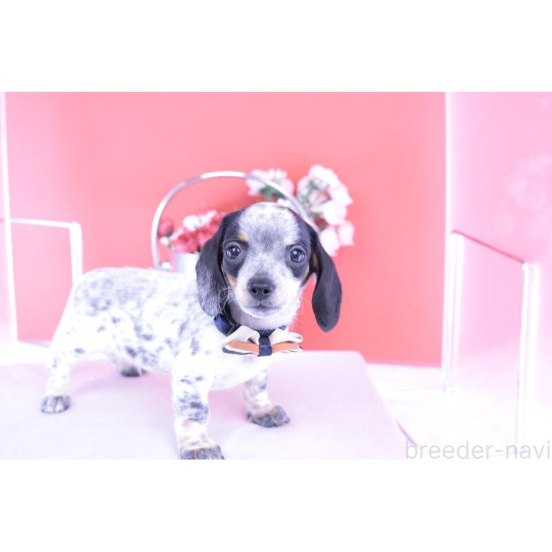 販売中の愛知県のミニチュアダックスフンド(スムースヘアード)-422681の4枚目