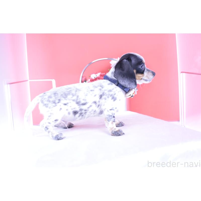 販売中の愛知県のミニチュアダックスフンド(スムースヘアード)-422681の3枚目