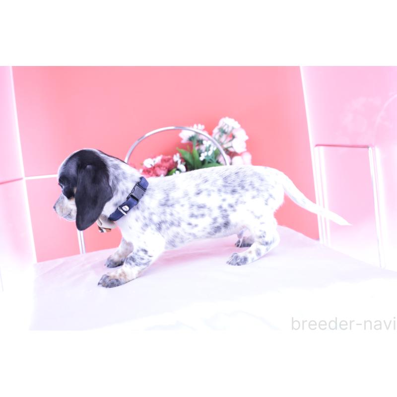 販売中の愛知県のミニチュアダックスフンド(スムースヘアード)-422681の2枚目