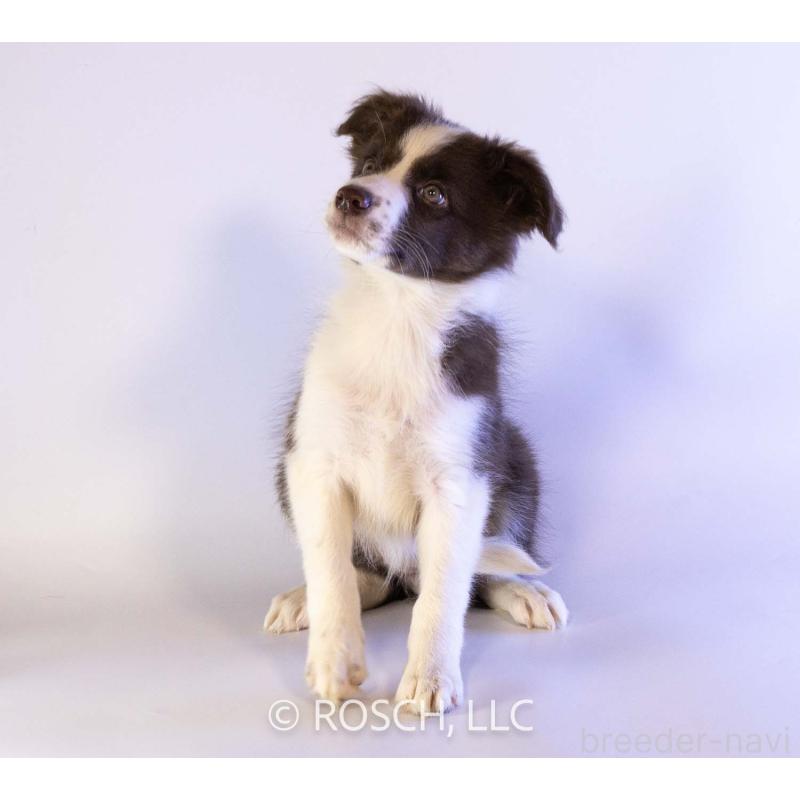 成約済の鹿児島県のボーダーコリー-424959の3枚目