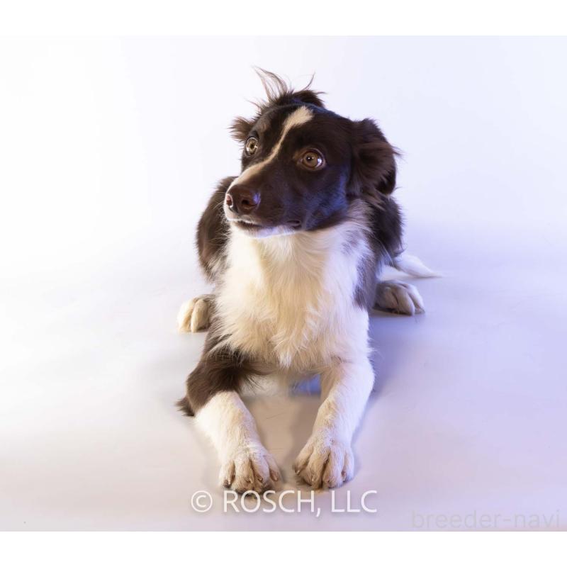 販売中の鹿児島県のボーダーコリー-399580の4枚目