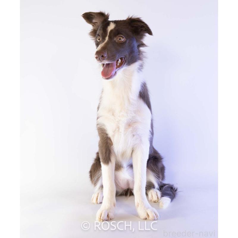 販売中の鹿児島県のボーダーコリー-399580の3枚目