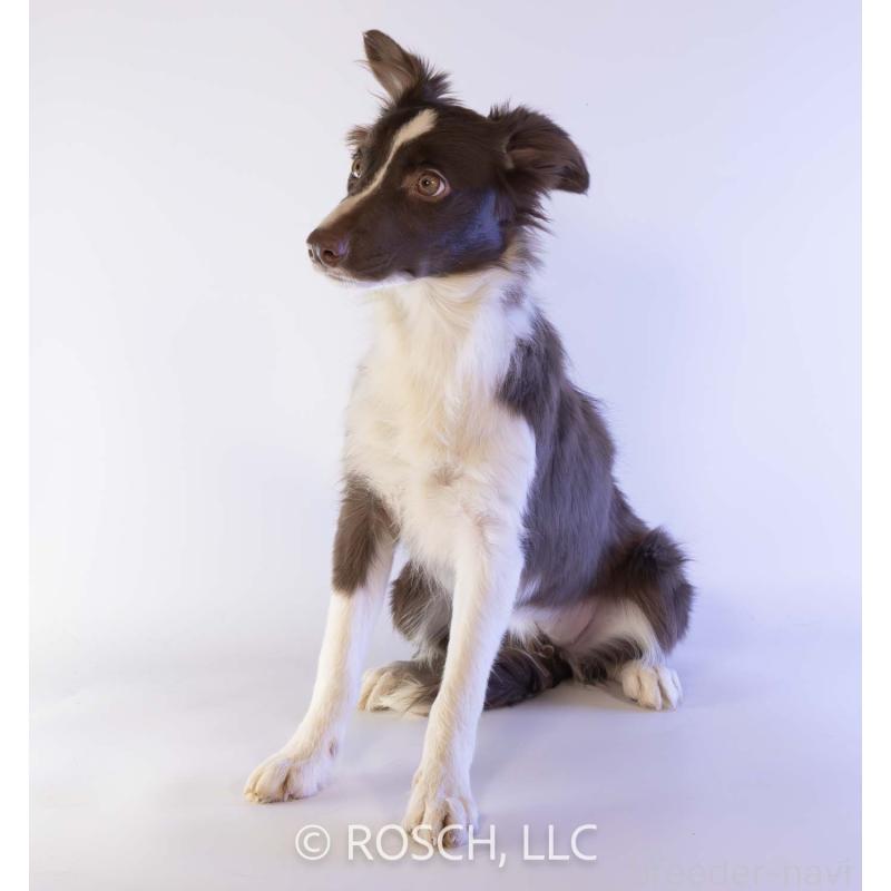 販売中の鹿児島県のボーダーコリー-399580の2枚目