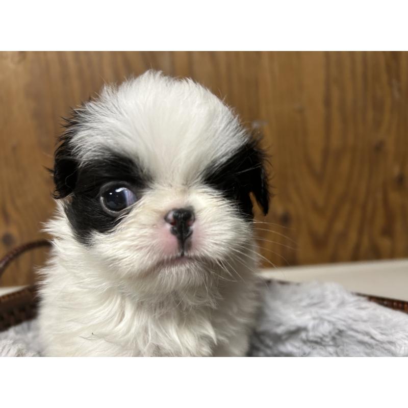 成約済の静岡県の狆 (チン)-424017の2枚目