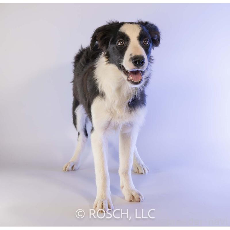 販売中の鹿児島県のボーダーコリー-399582の4枚目