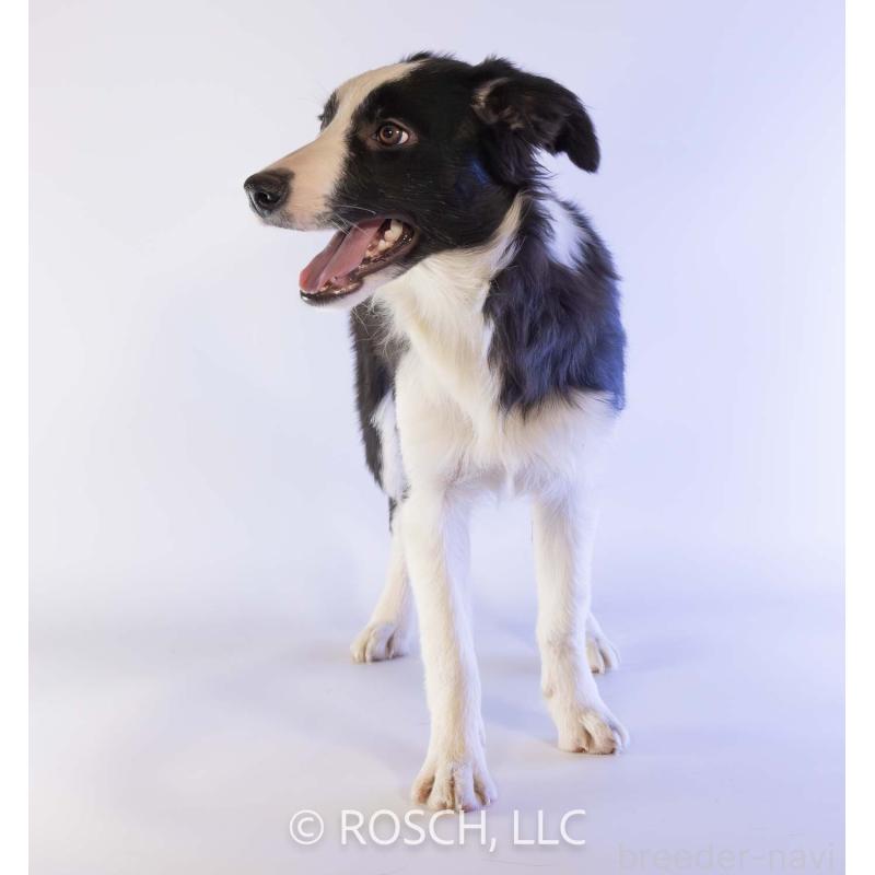 販売中の鹿児島県のボーダーコリー-399582の3枚目