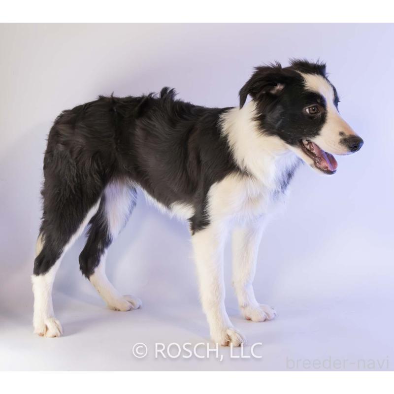 販売中の鹿児島県のボーダーコリー-399582の2枚目