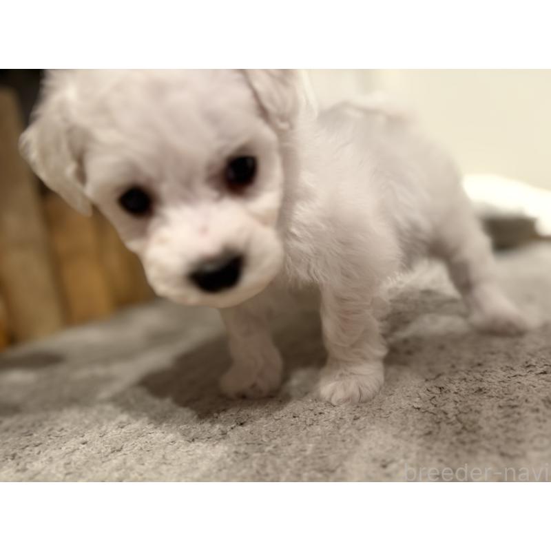 販売中の千葉県のビションフリーゼ-428580の11枚目