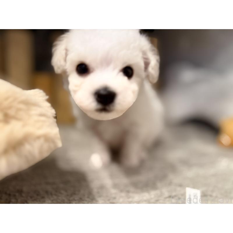 販売中の千葉県のビションフリーゼ-428580の10枚目