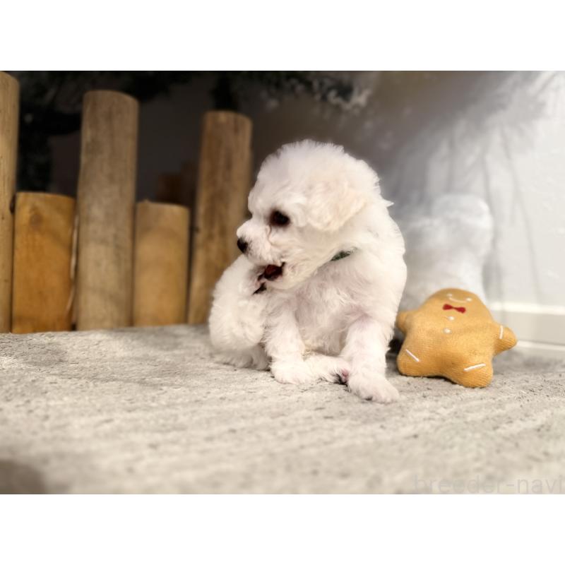 販売中の千葉県のビションフリーゼ-428580の9枚目