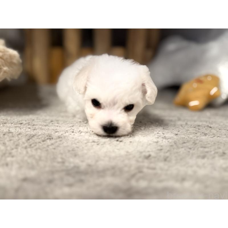 販売中の千葉県のビションフリーゼ-428580の8枚目