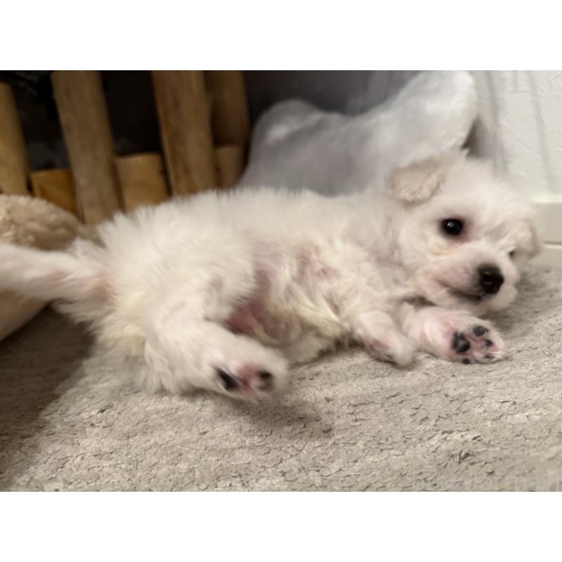 販売中の千葉県のビションフリーゼ-428580の7枚目