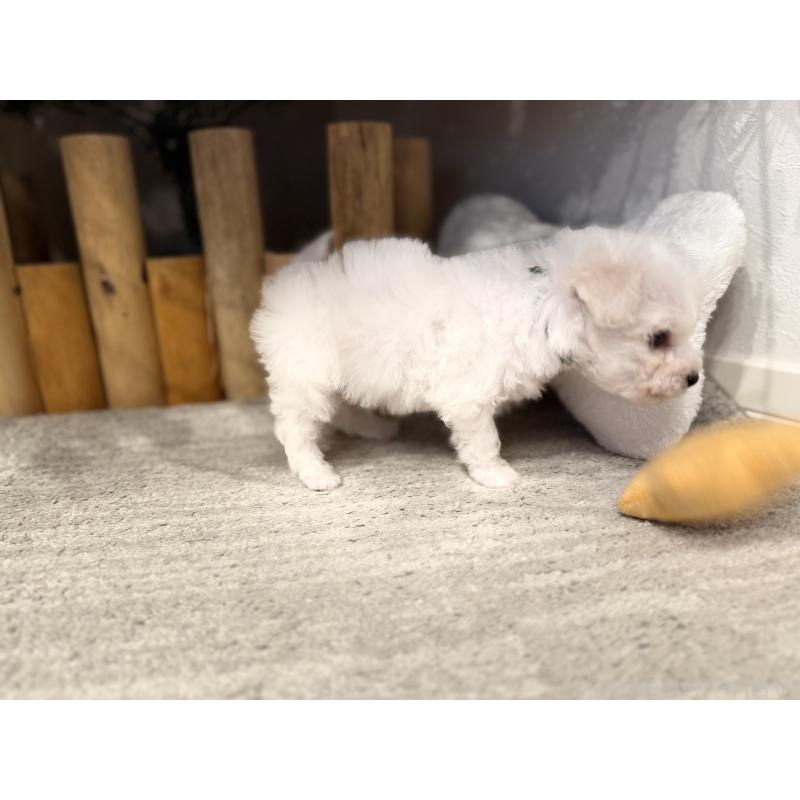 販売中の千葉県のビションフリーゼ-428580の6枚目