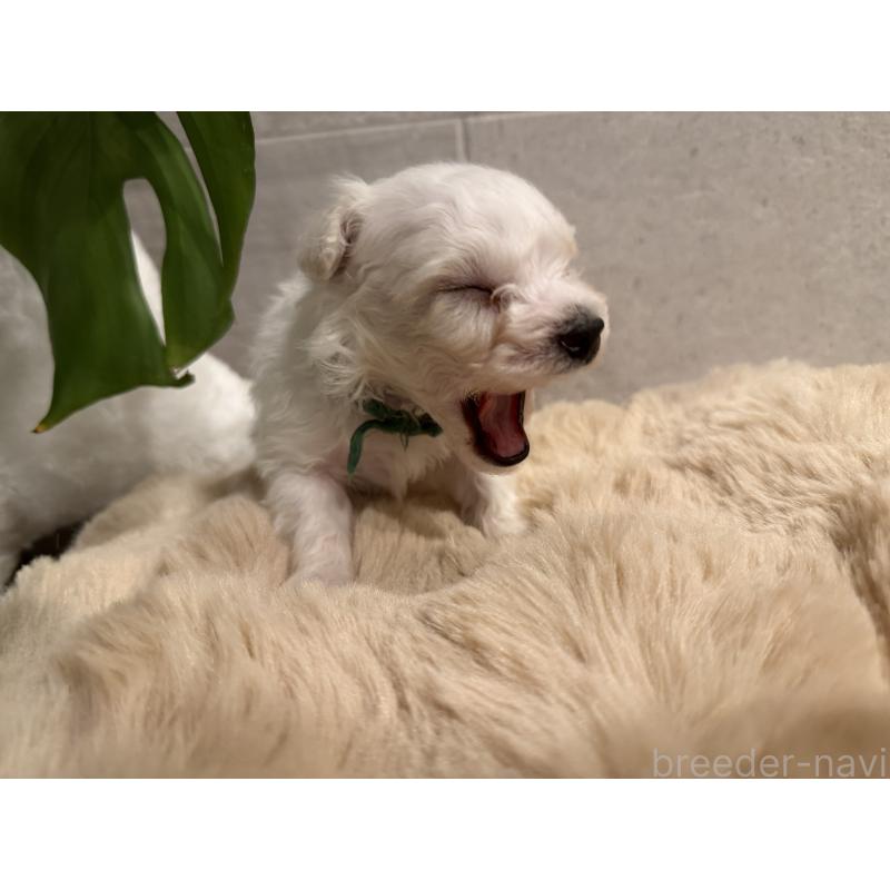 販売中の千葉県のビションフリーゼ-428580の5枚目