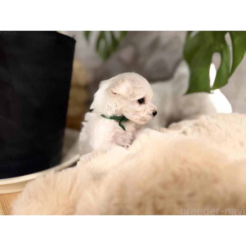 販売中の千葉県のビションフリーゼ-428580の4枚目