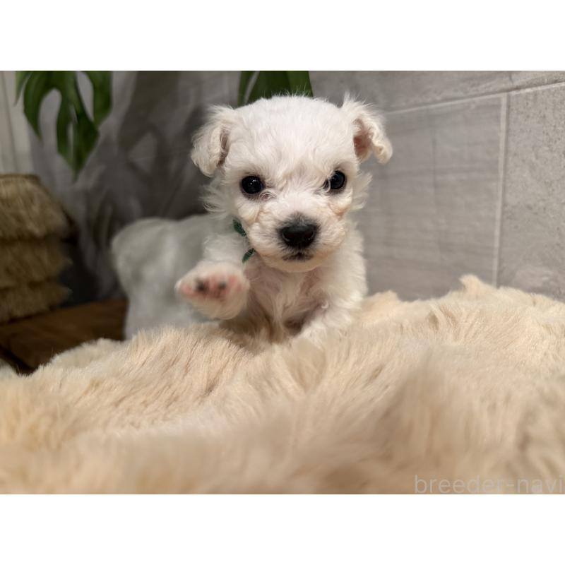 販売中の千葉県のビションフリーゼ-428580の3枚目