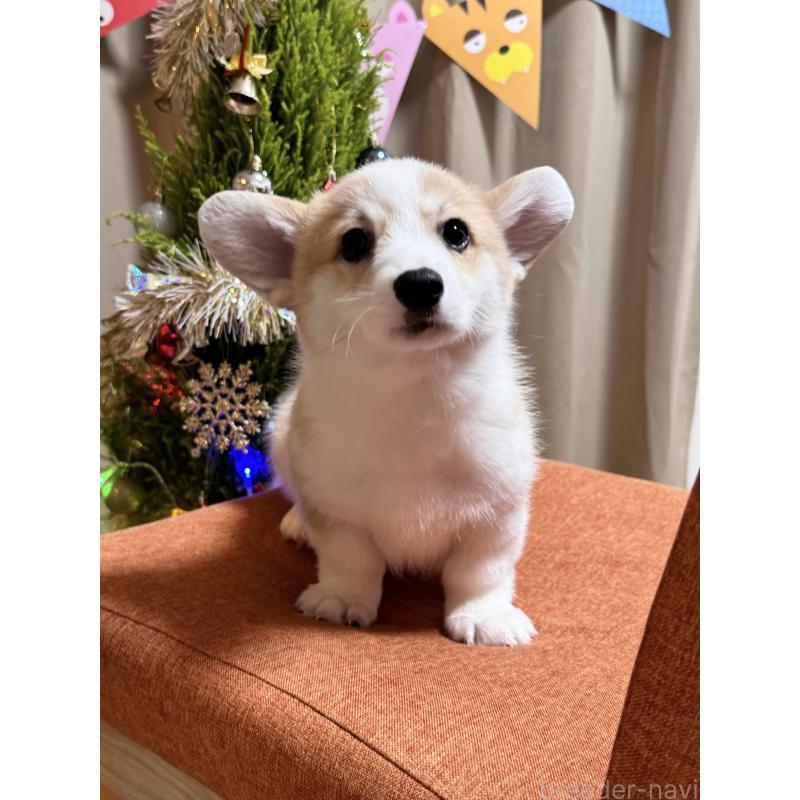 成約済の千葉県のウェルシュコーギーペンブローク-417408の4枚目