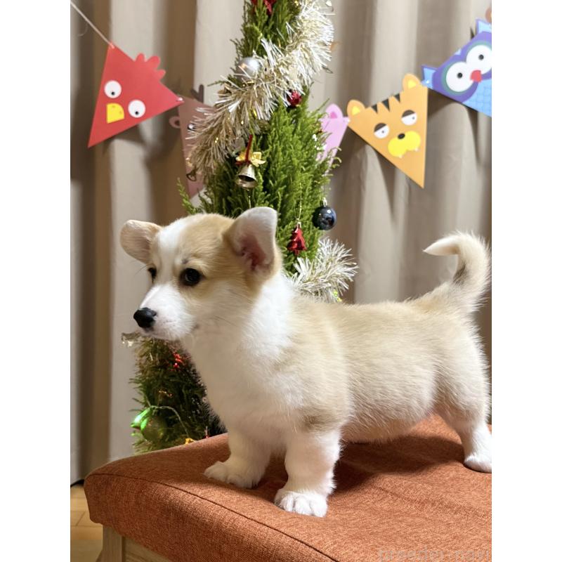 成約済の千葉県のウェルシュコーギーペンブローク-417408の2枚目