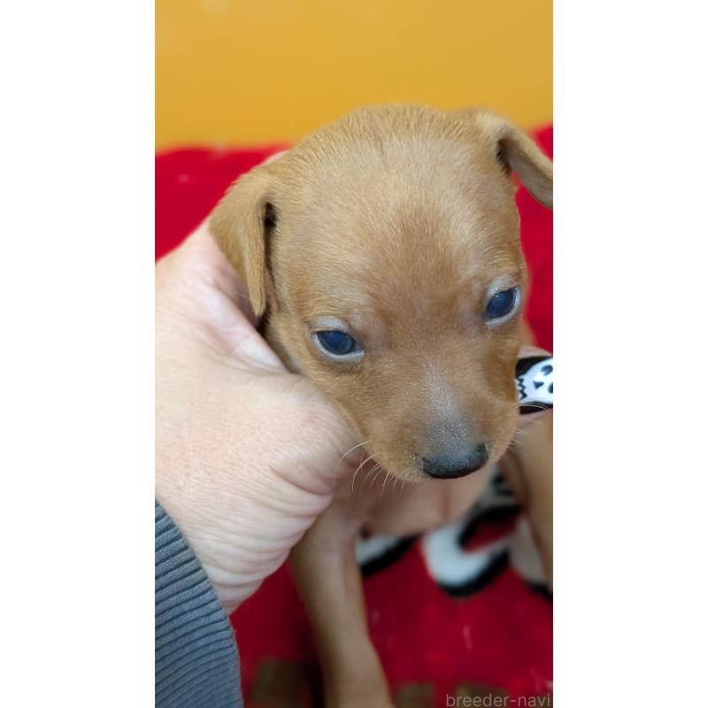 販売中の愛知県のミニチュアピンシャー(ミニピン)-428585の11枚目